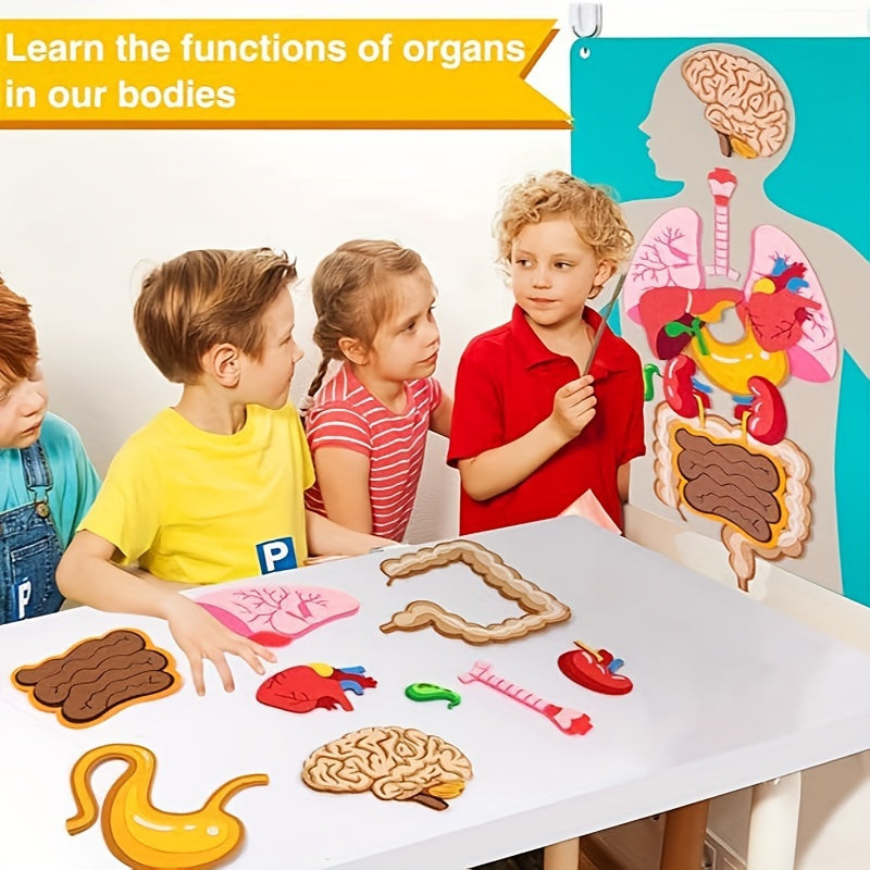 Vilt speelgoed met anatomie van het menselijk lichaam - Interactieve leerset voor kinderen