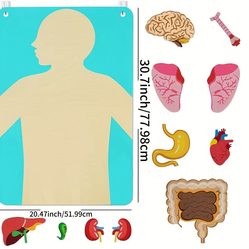 Vilt speelgoed met anatomie van het menselijk lichaam - Interactieve leerset voor kinderen