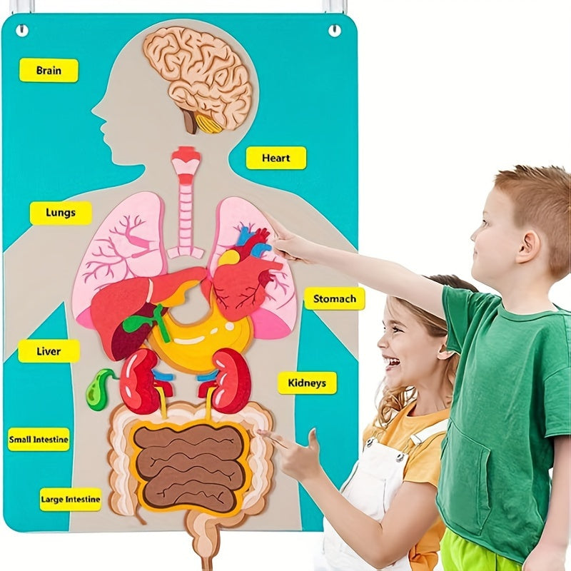 Vilt speelgoed met anatomie van het menselijk lichaam - Interactieve leerset voor kinderen