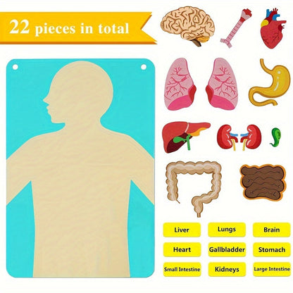 Vilt speelgoed met anatomie van het menselijk lichaam - Interactieve leerset voor kinderen